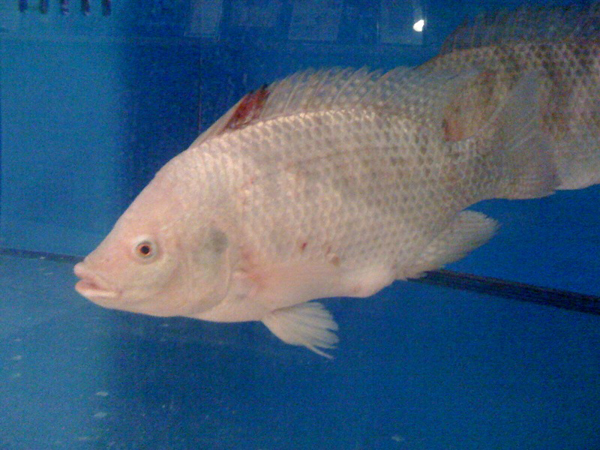 20090418