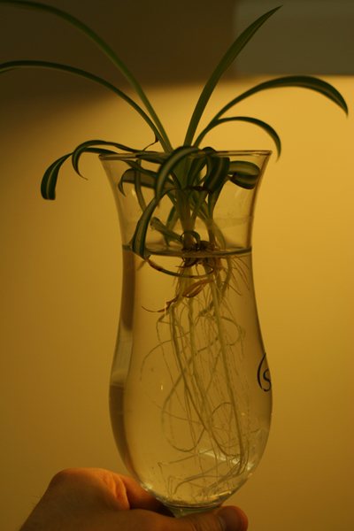 20090506