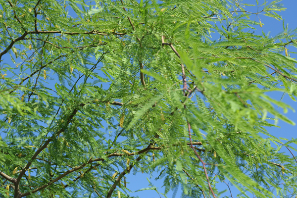 20090510