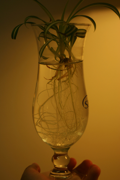 20090519