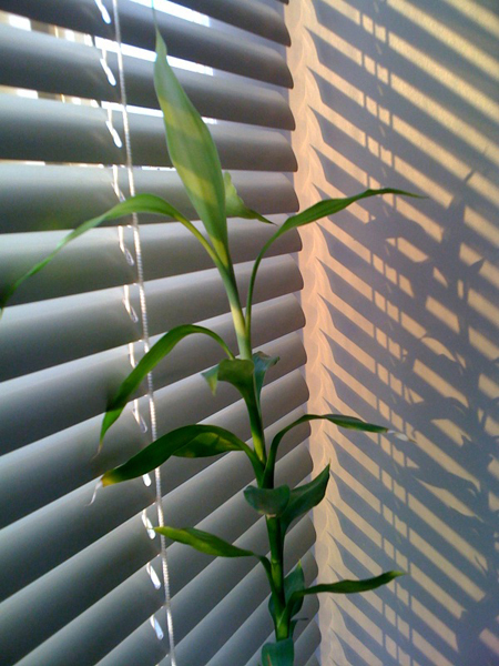 20090615