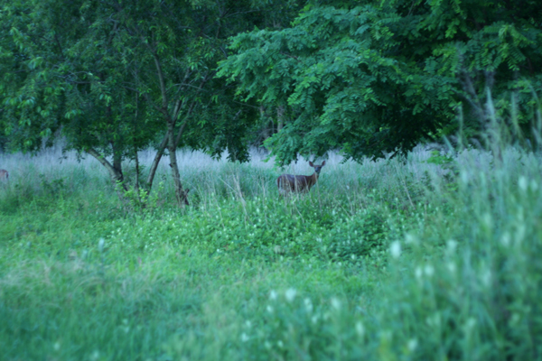 20090619
