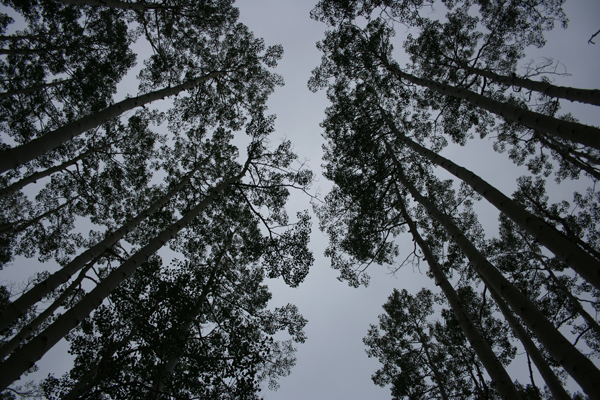 20090815