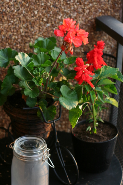 coreyhulse_garden_100523-190252