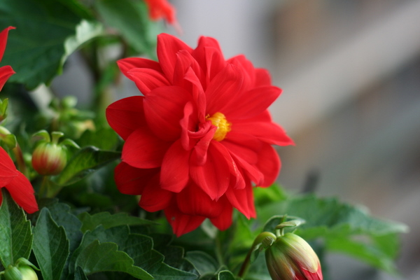 coreyhulse_garden_100523-190534