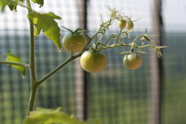 coreyhulse_garden_100705-155658