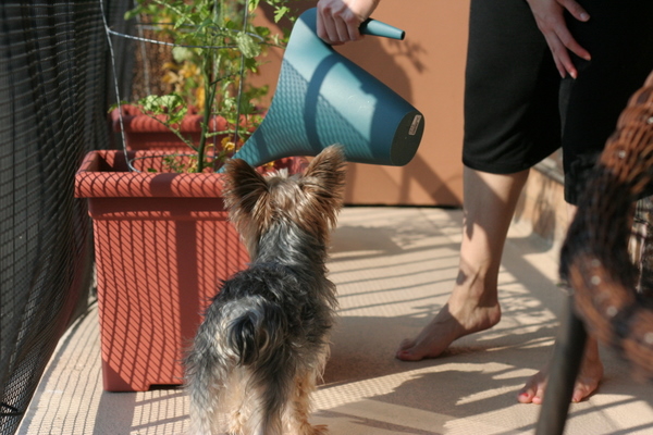 coreyhulse_garden_100705-155958