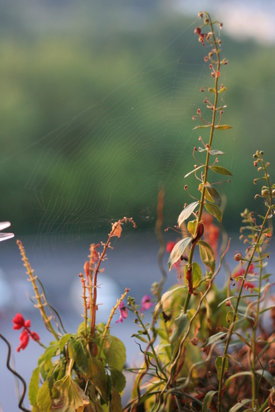 coreyhulse_garden_100715-191448