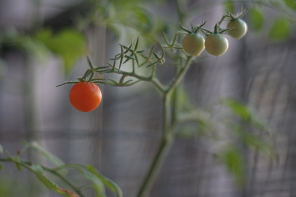 coreyhulse_garden_100722-190718